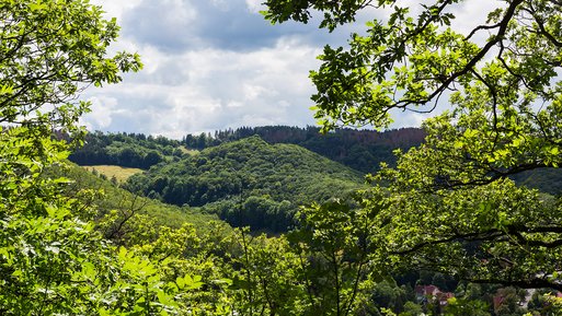 Dicht bewaldete Hügel unter einem teils bewölkten Himmel, symbolisieren die Aufforstungsbemühungen in Wernigerode.